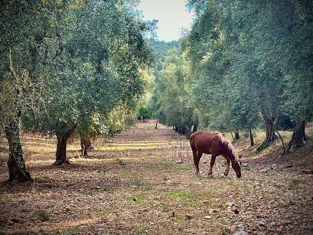 ויאסטה Novecento Country House מראה חיצוני תמונה