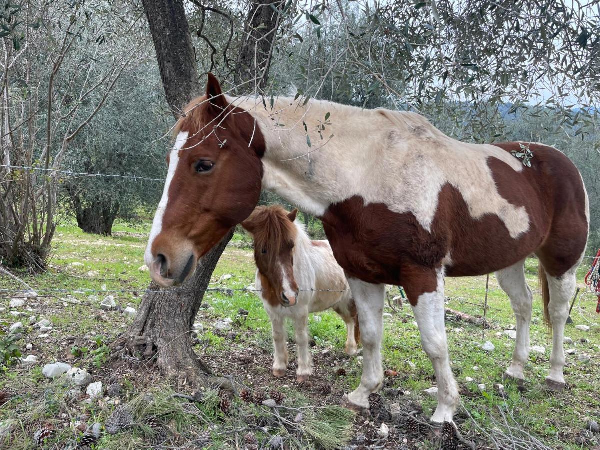 ויאסטה Novecento Country House מראה חיצוני תמונה